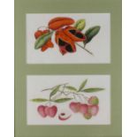 Six framed Chinese Company school pictures of fruit each frame containing two watercolour studies of