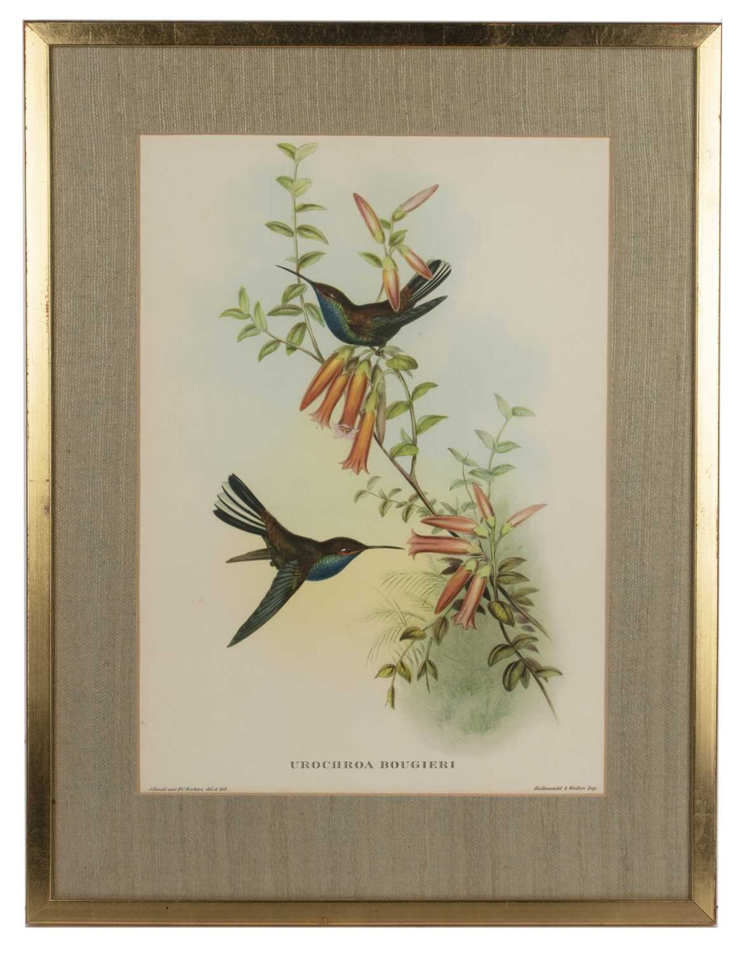 John Gould (1804-1881) 'Hummingbird', print, 38cm x 27cm, 'Nectarinia gouldiæ' (sic), print, 38cm - Image 4 of 9