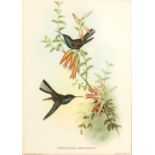 John Gould (1804-1881) 'Hummingbird', print, 38cm x 27cm, 'Nectarinia gouldiæ' (sic), print, 38cm