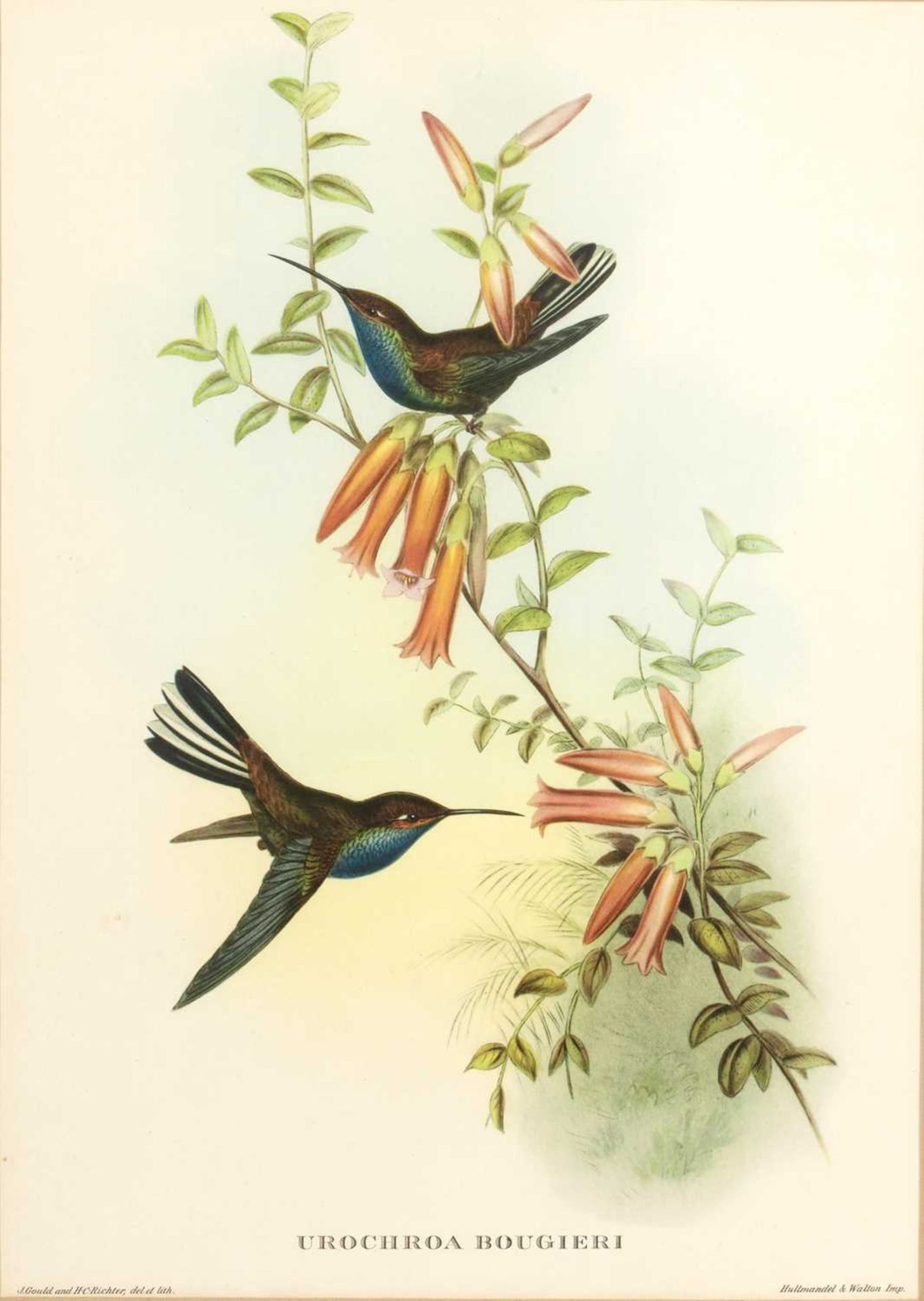 John Gould (1804-1881) 'Hummingbird', print, 38cm x 27cm, 'Nectarinia gouldiæ' (sic), print, 38cm