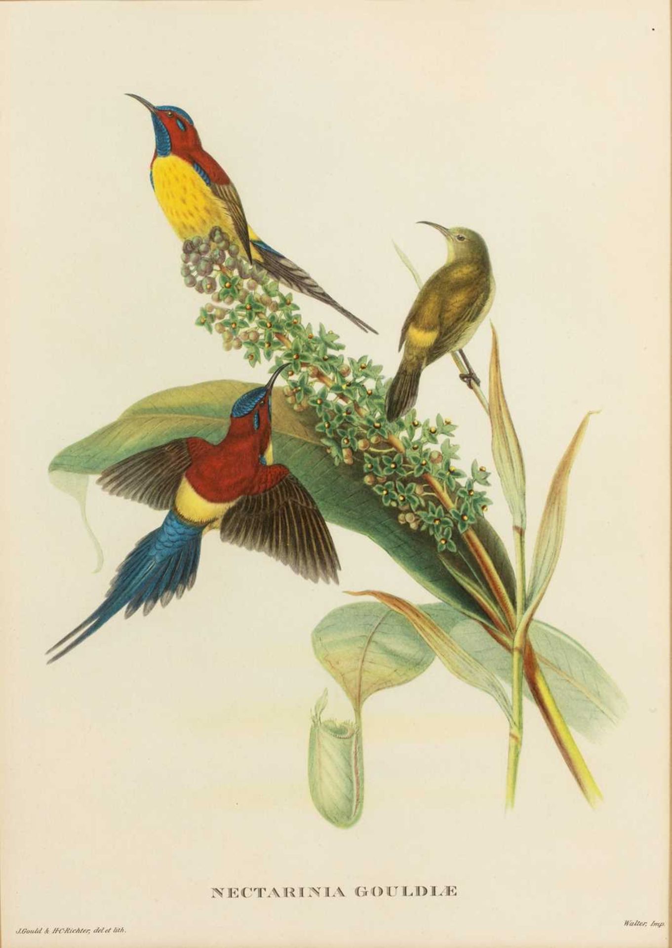 John Gould (1804-1881) 'Hummingbird', print, 38cm x 27cm, 'Nectarinia gouldiæ' (sic), print, 38cm - Image 2 of 9