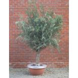 An olive tree in low circular terracotta coloured composite pot, pot and tree standing approximately