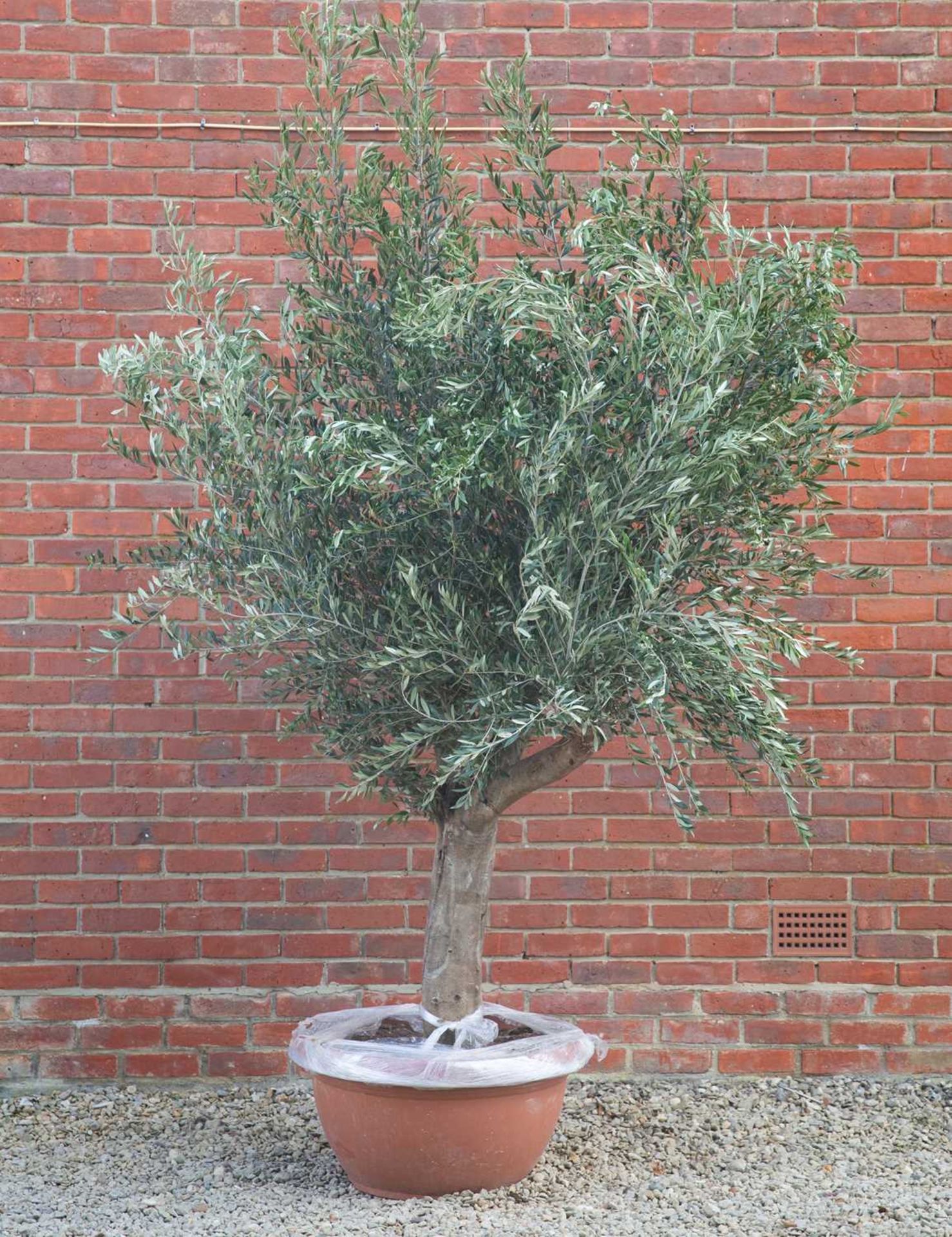 An olive tree in low circular terracotta coloured composite pot, pot and tree standing approximately