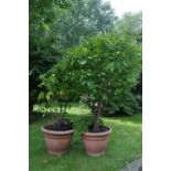 A decorative laurel tree and another shrub, both in terracotta effect composite potsAs found