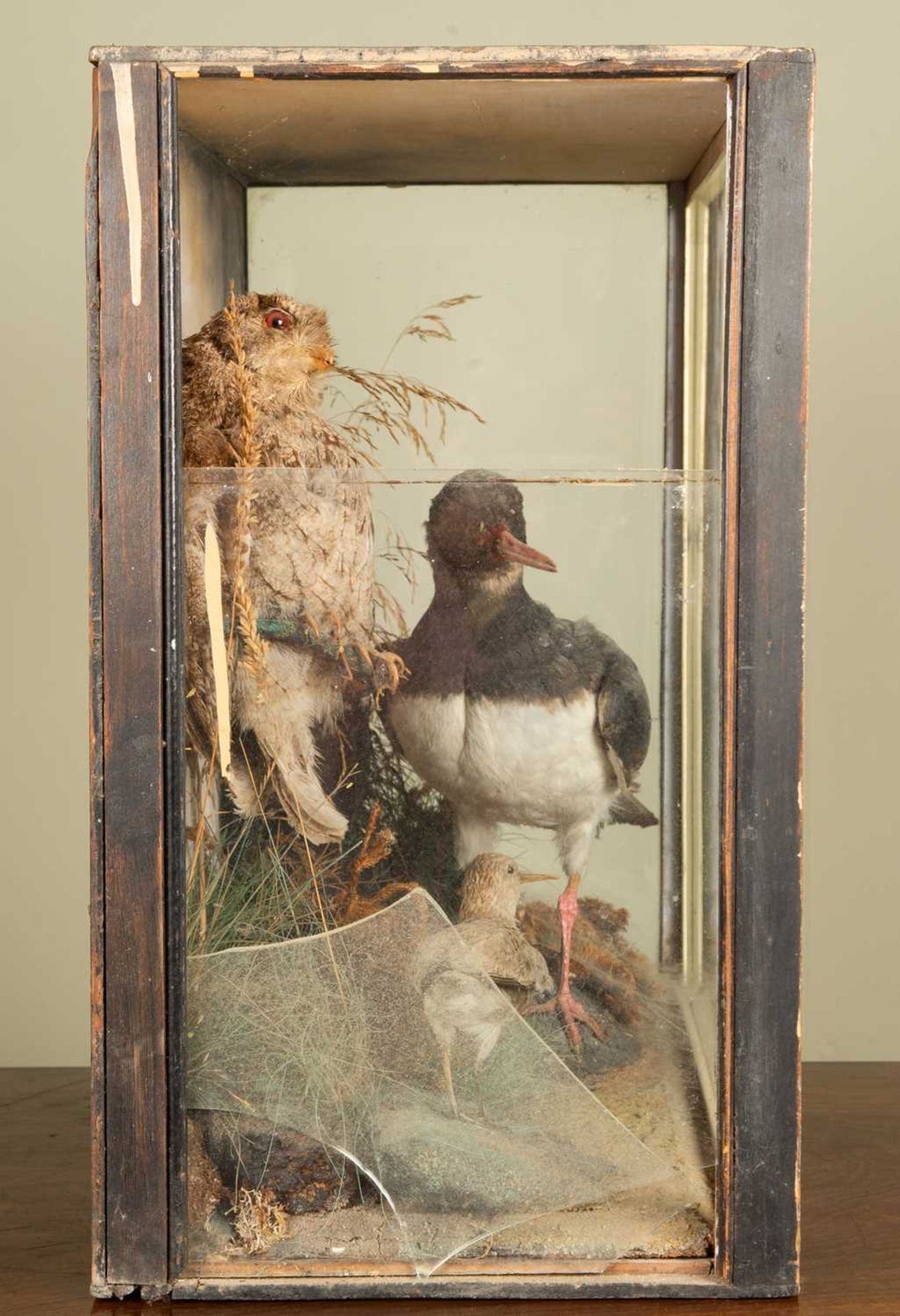 An antique cased taxidermy group of birds to include a drake, a duck, ducklings and a kingfisher, in - Image 4 of 5