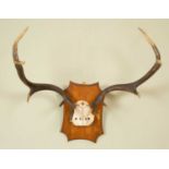 A mid 20th century eleven-point red deer antler mounted on an oak shield with a label to the reverse
