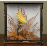 A Victorian preserved taxidermied yellow canary resting on a branch above dried foliage, set