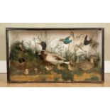 An antique cased taxidermy group of birds to include a drake, a duck, ducklings and a kingfisher, in