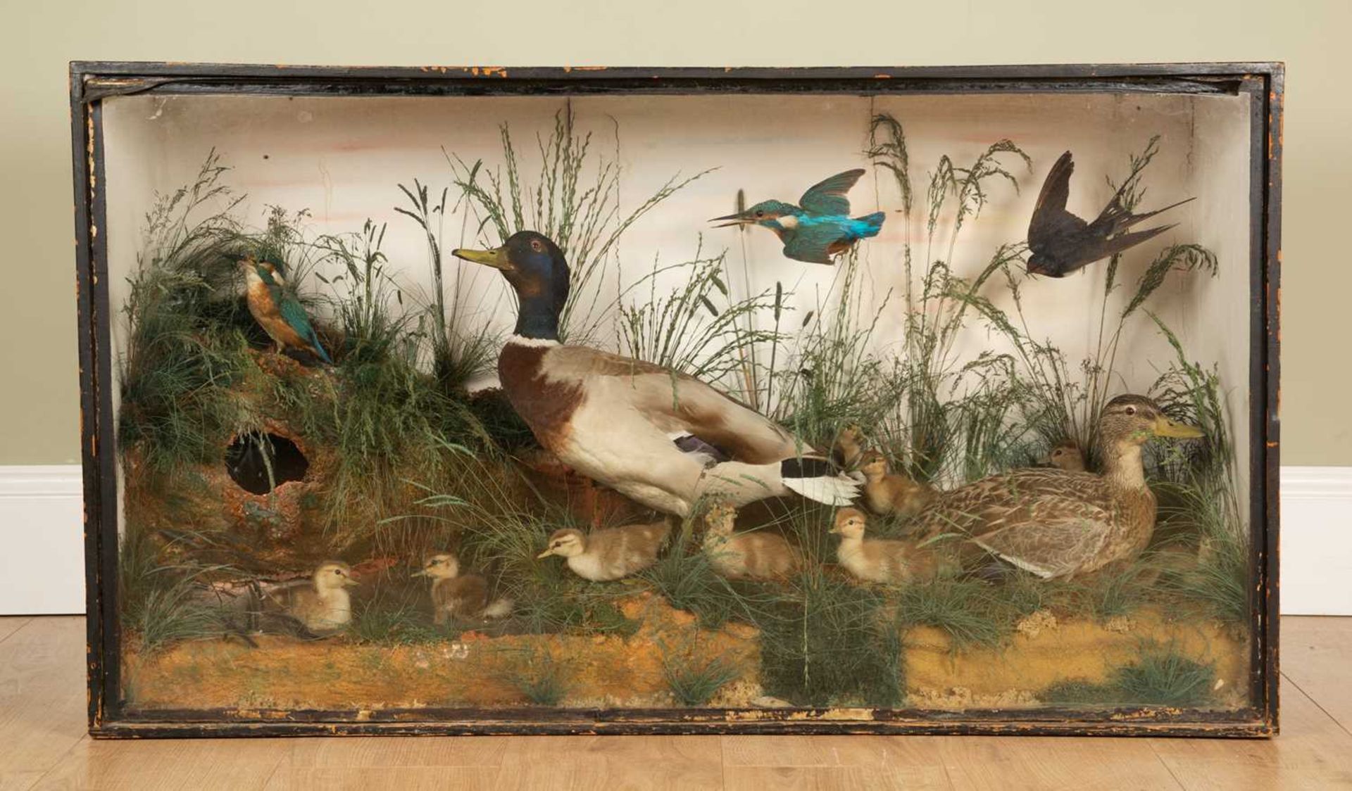 An antique cased taxidermy group of birds to include a drake, a duck, ducklings and a kingfisher, in