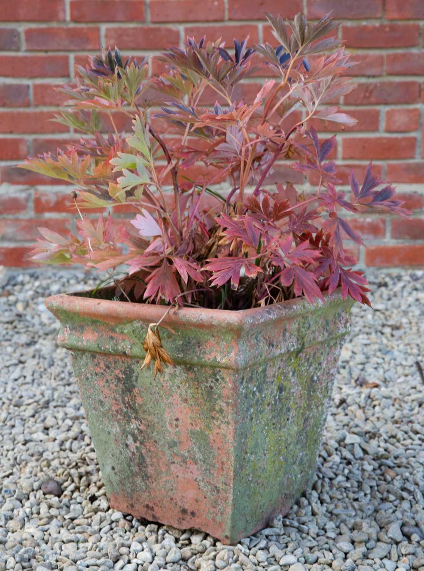 A square tapering terracotta garden planter planted with a peony, 36cm wide x 36cm highWeathered