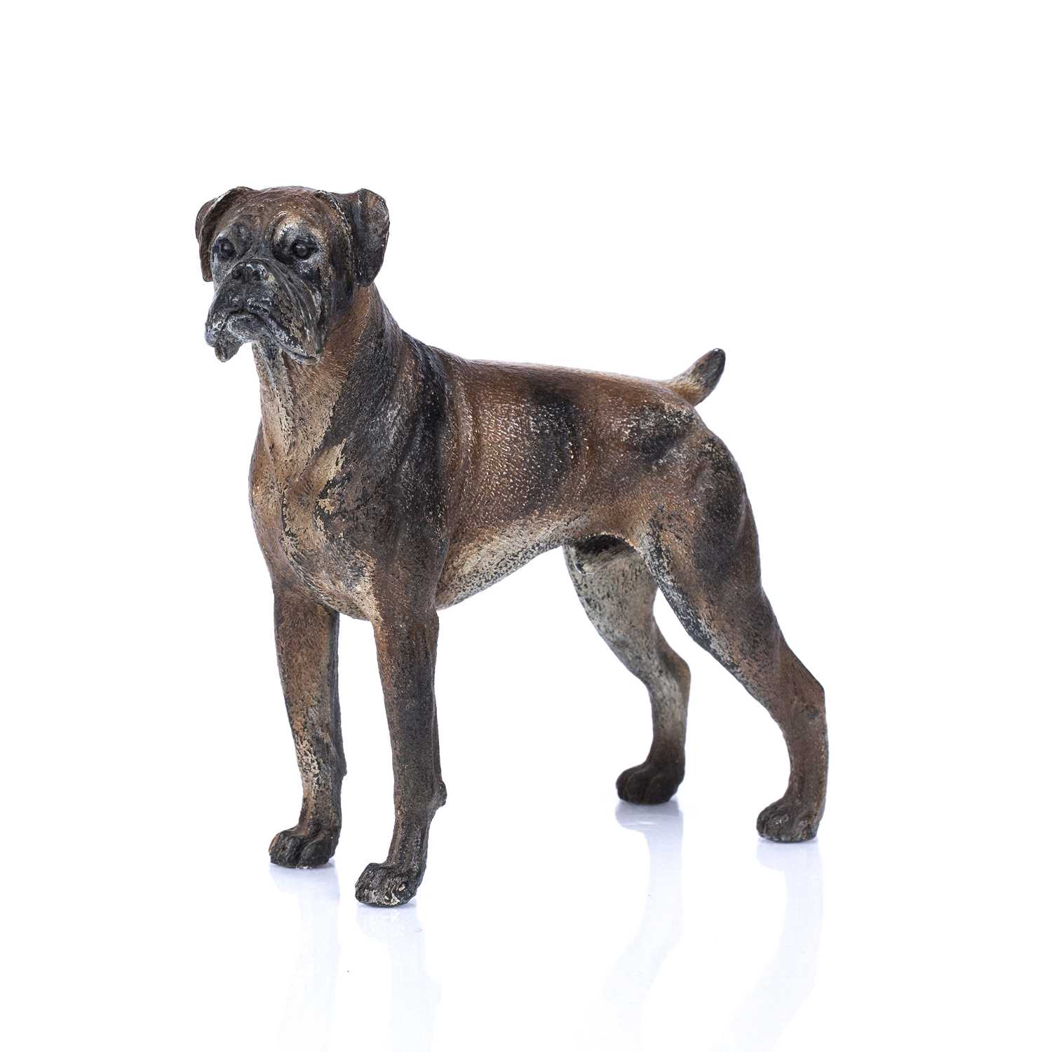 An Austrian cold painted bronze boxer dog 12cm wide x 14cm highIn good condition with some wear to