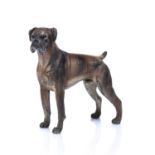 An Austrian cold painted bronze boxer dog 12cm wide x 14cm highIn good condition with some wear to