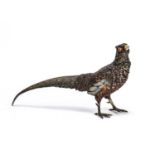 A large cold painted bronze pheasant 30cm wide x 16cm highSome areas of paint loss, otherwise in