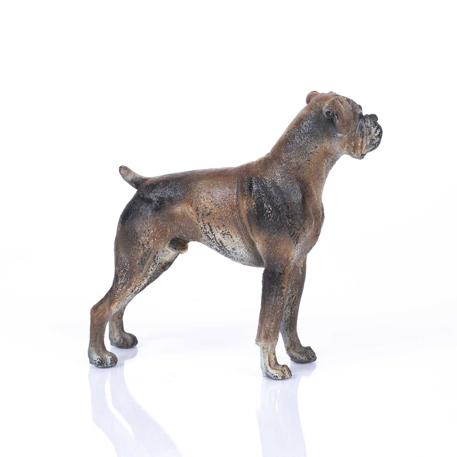 An Austrian cold painted bronze boxer dog 12cm wide x 14cm highIn good condition with some wear to - Image 2 of 3