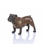 An Austrian cold painted bronze bulldog marked 'Gerscutz' to the underside, 13cm wide x 8.2cm