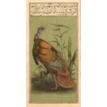 Dilip Mehta three ornithological studies of birds, one of sunbirds, a turkey and the last a