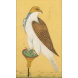 Persian School Iran, 19th Century depicting a study of a hawk perched, gouache, framed and glazed,