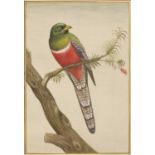 Group of ornithological studies Indian, 20th Century including studies of the rose-ringed parakeet