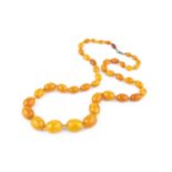 An amber bead necklace, comprising a single strand of amber beads, graduating from approximately