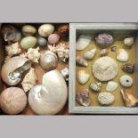 A collection of sea shells