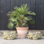 A pair of cast stone garden planters