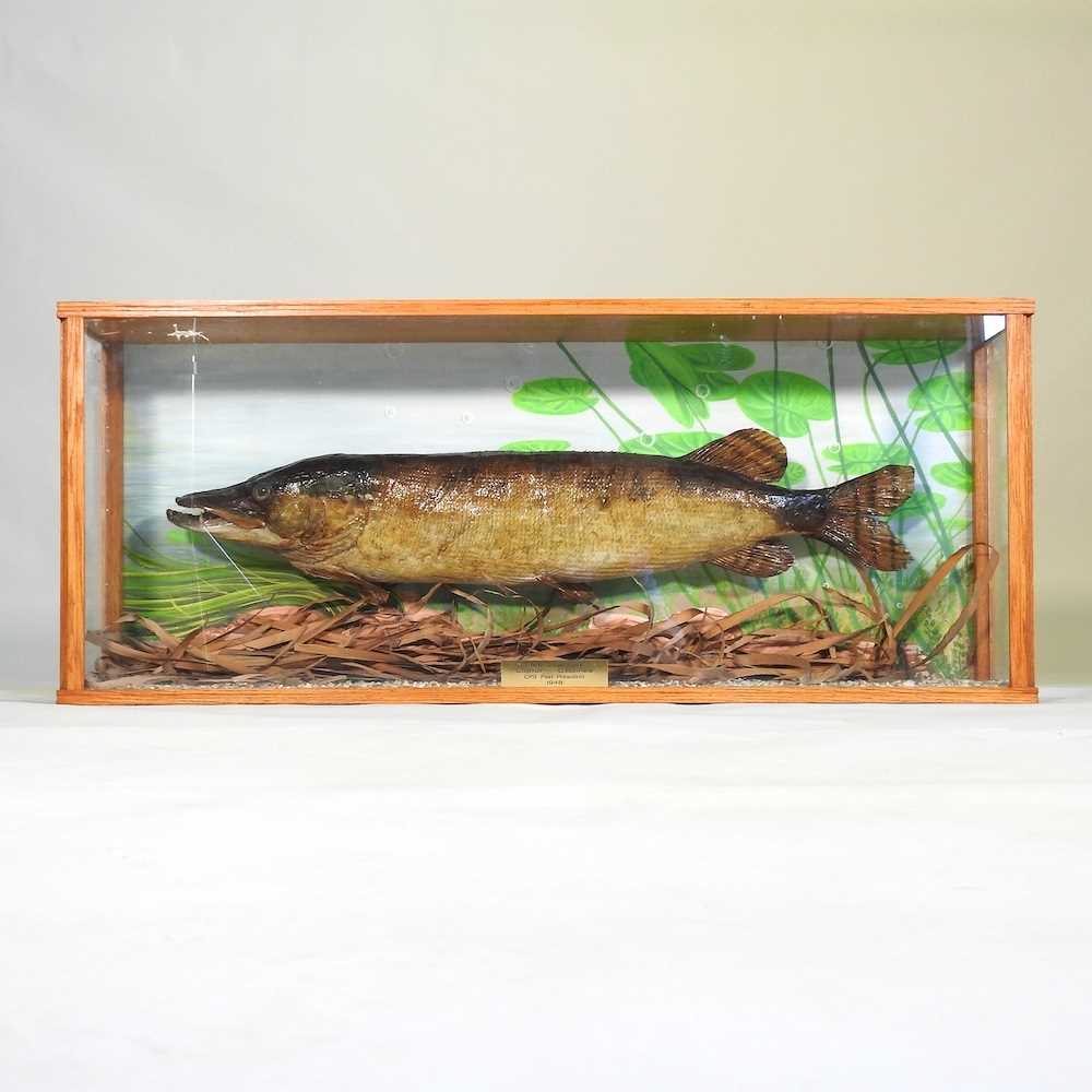 A taxidermy pike