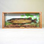 A taxidermy pike