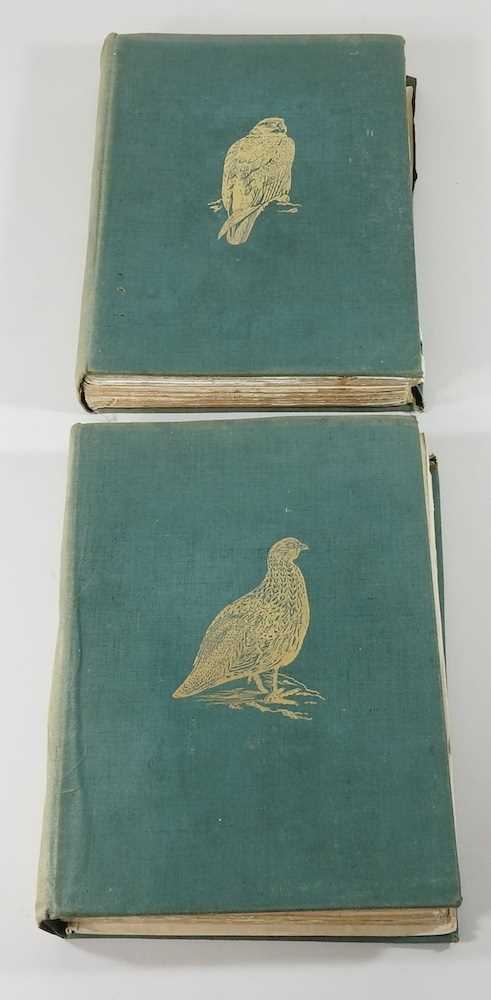 The Birds of British Somaliland and the Gulf of Aden - Image 19 of 23