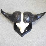 A taxidermy mounted buffalo horns