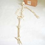 A human part skeleton