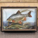 A painted carp