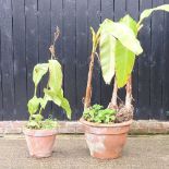 Two banana plants