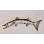 Taxidermy - Barracuda (Sphyraena) having hanging mount to back, 45½in. (115.5cm.) long.