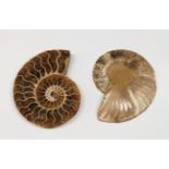 NATURAL HISTORY - a cut and polished ammonite fossil thought to be Cleoniceras - 240 to 65 millions