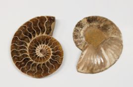 NATURAL HISTORY - a cut and polished ammonite fossil thought to be Cleoniceras - 240 to 65 millions