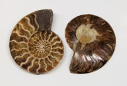 NATURAL HISTORY - A cut and polished ammonite fossil, date unknown, thought to be a Cleoniceras