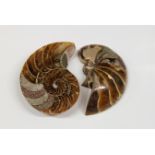 NATURAL HISTORY - A cut and polished Nautilus fossil 9cm.