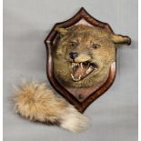 Taxidermy - Red Fox mask and tail (Vulpes Vulpes)having mouth agape, mounted on wooden shield,