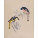 English School (late 18th / early 19th century), Ornithological study - two birds on a branch