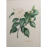 John Horsley (British, 20th century), A botanical study of a camellia watercolour, signed and