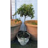 A composite stone planter with bay tree, the planter decorated with swags, 19in. diameter, 13½in.