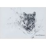 David Shepherd CBE, OBE, FRSA, FGRA (British, 1931-2017), Study of a young tiger. pencil, signed
