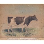 19th century English School, Portrait of a prize Guernsey cow coloured conte crayon, inscribed to