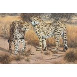 Willem Sternberg de Beer (South African, b.1941), Two Cheetahs. oil on canvas, signed lower right "