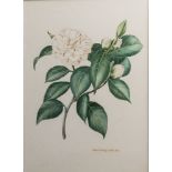 John Horsley (British, 20th century), A botanical study of a camellia, watercolour, signed and dated