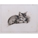 Edward Julius Detmold (British, 1883-1957), Tabby Kitten, etching and drypoint, signed in pencil