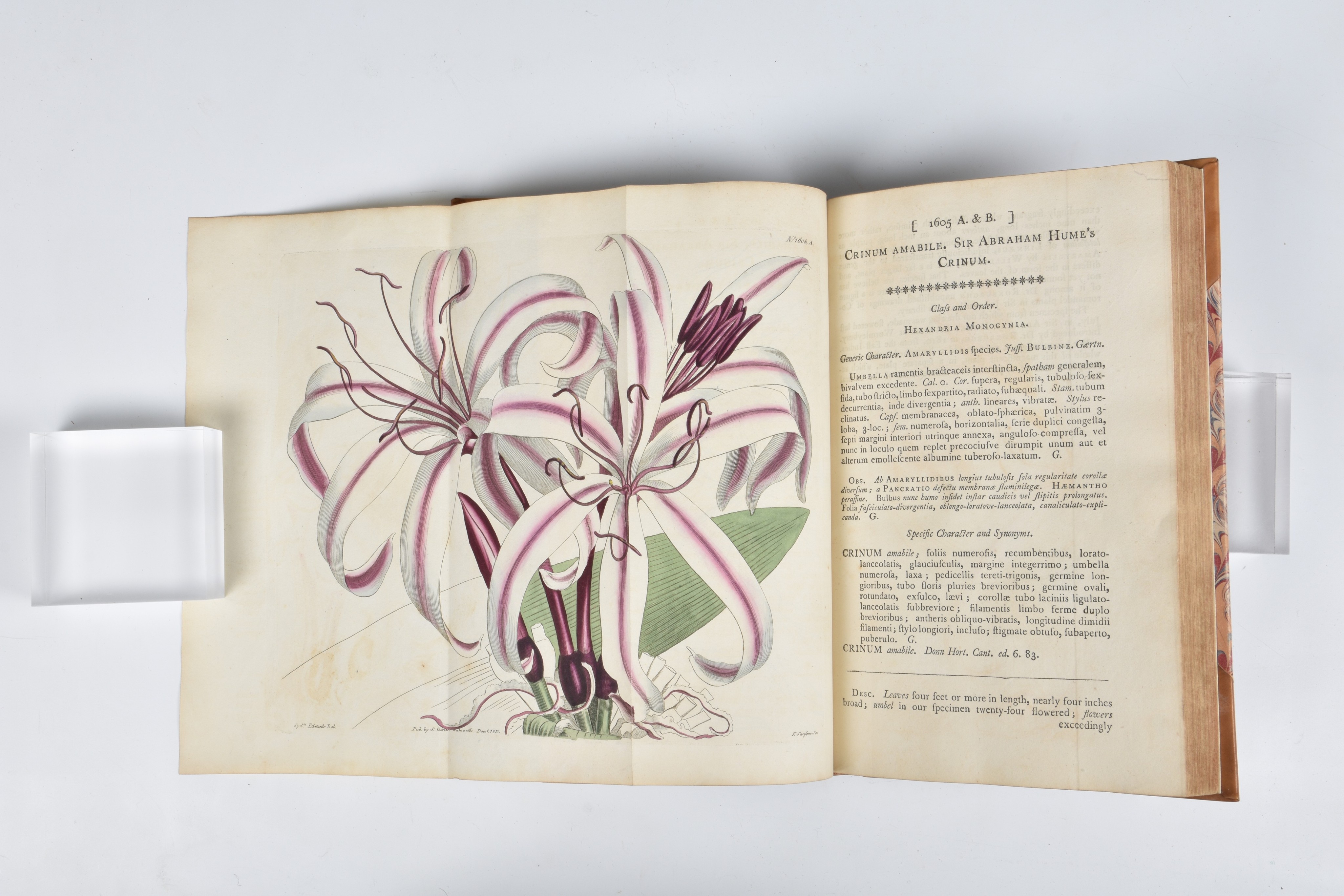 Curtis (Samuel and Hooker, Sir William Jackson). Curtis's Botanical Magazine; or Flower-Garden - Image 3 of 6