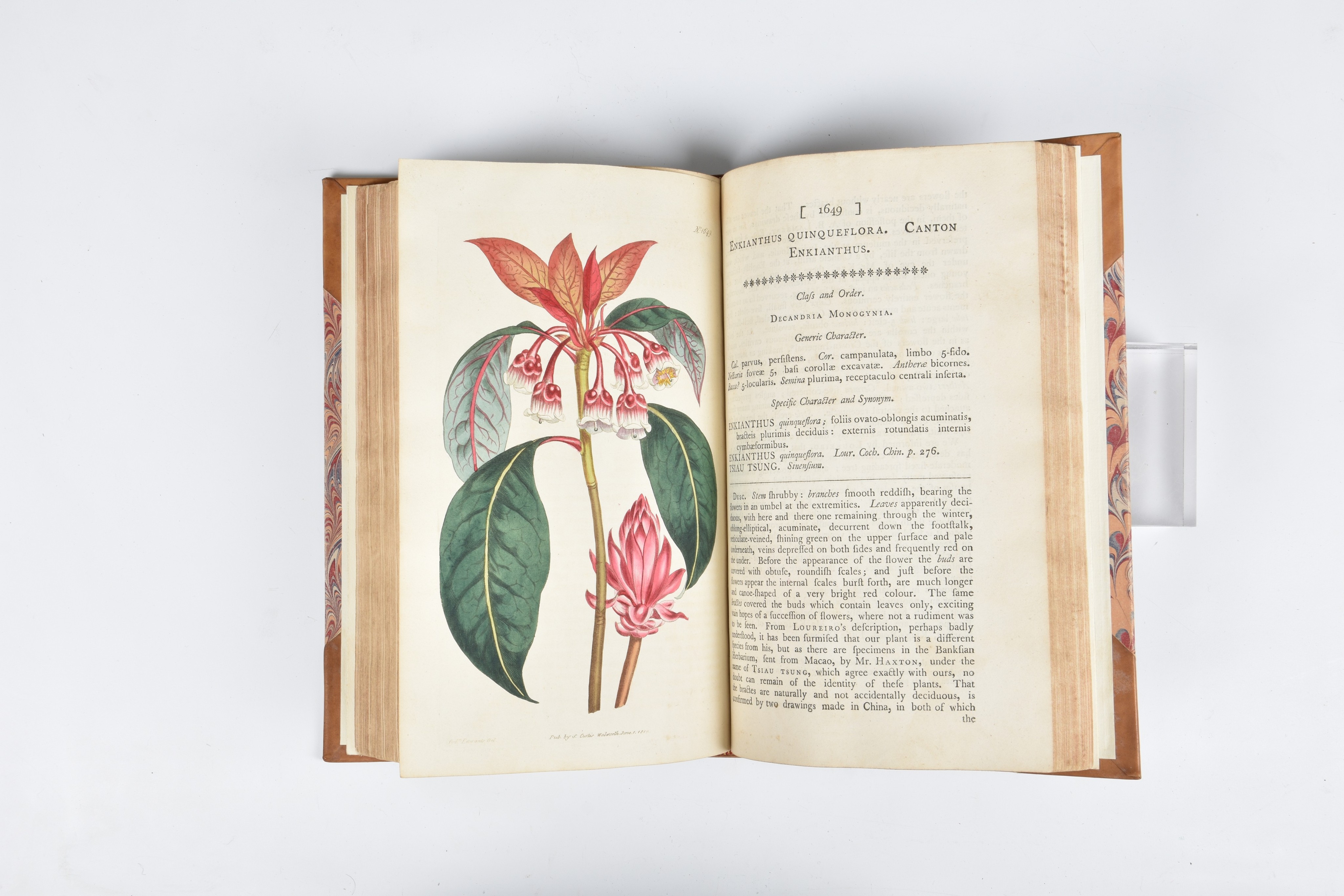 Curtis (Samuel and Hooker, Sir William Jackson). Curtis's Botanical Magazine; or Flower-Garden - Image 4 of 6