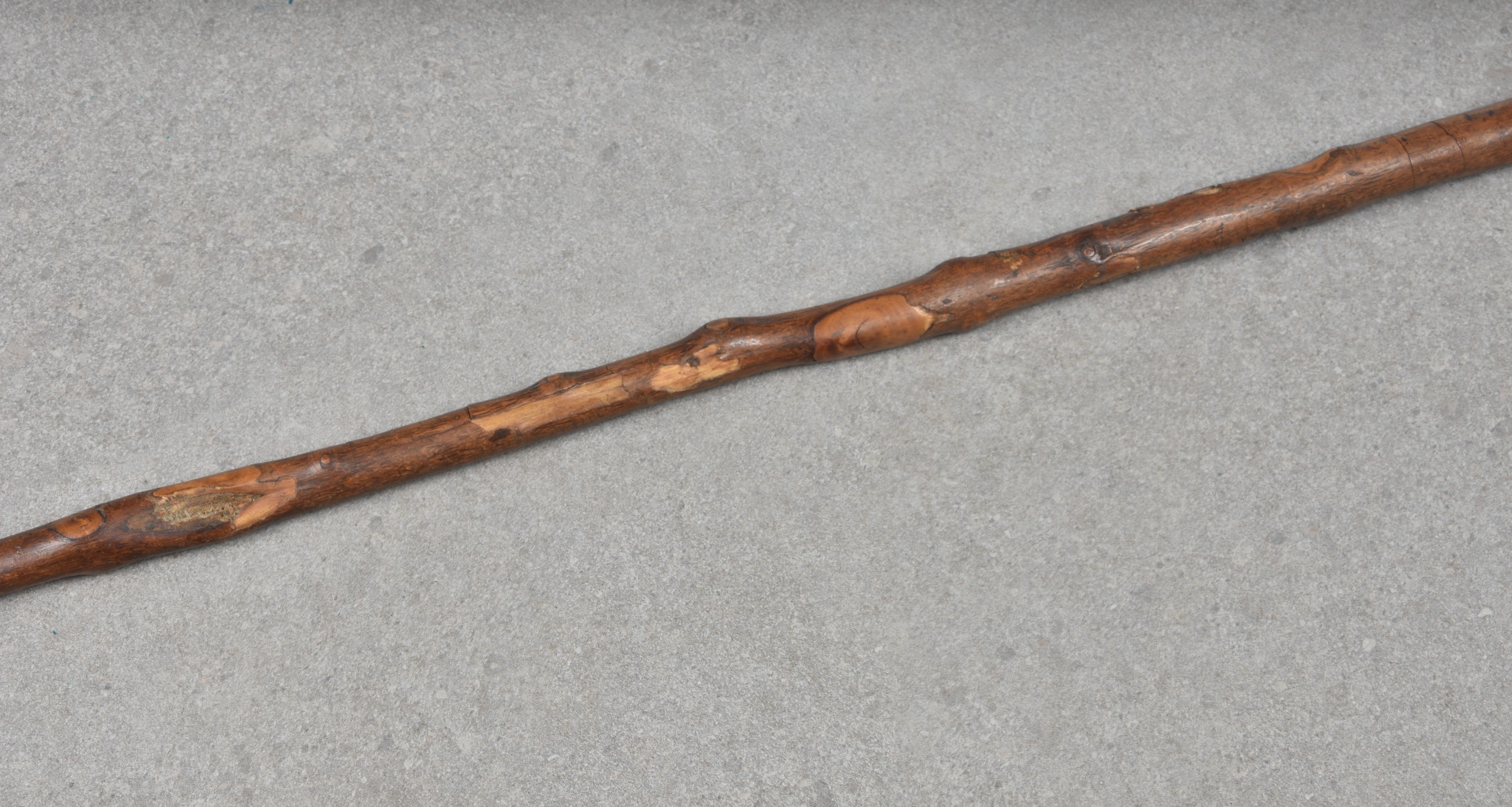 A Victorian carved dog head walking cane, fruit wood, the head with realistic features, glass - Image 3 of 5