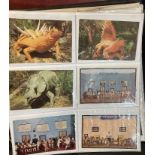 POSTCARDS Animals, collection in two albums of cats, birds, dogs and others,